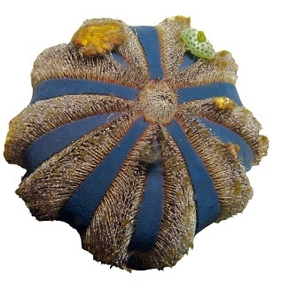 Farvet Pynte Søpindsvin (Mespilla globulus)